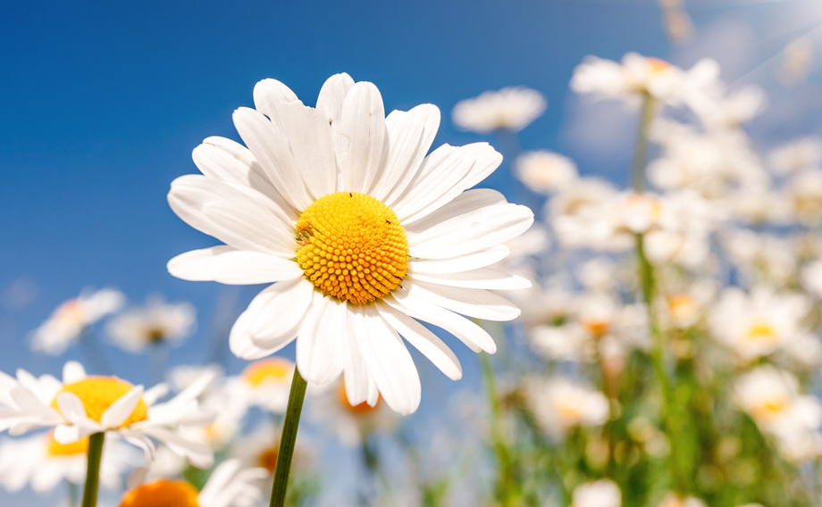 Allergie-Behandlung bei Heuschnupfen, Pollinose, Pollen, allergisches Asthma: Homöopathie, Schüßler-Salze